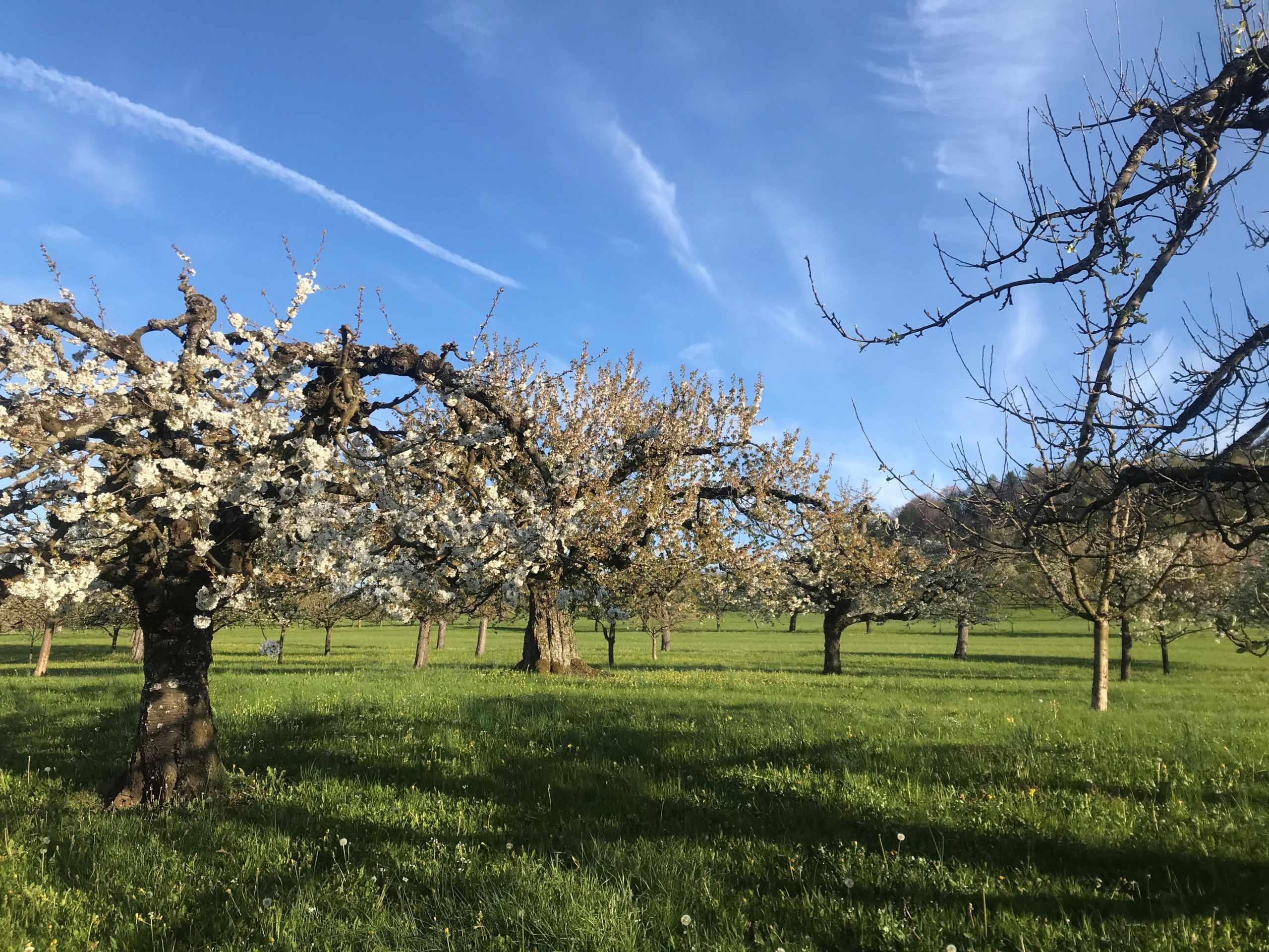 Frühling